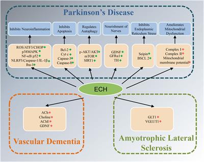 Therapeutic Potential and Molecular Mechanisms of Echinacoside in Neurodegenerative Diseases